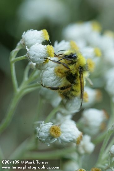 Anaphalis margaritacea; Bombus mixtus