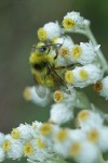 Brown-tailed Bumblebee on Pearly Everlasting