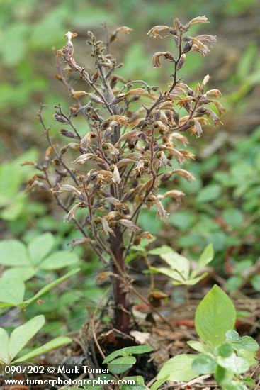 Orobanche pinorum