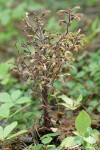 Pine Broomrape in seed