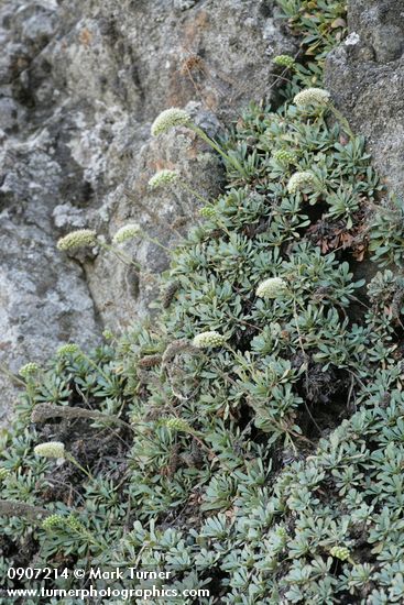 Petrophyton cinerascens