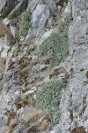 Chelan Rockmat habitat view