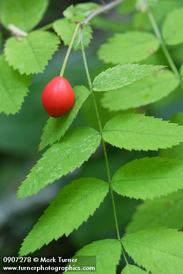 Rosa gymnocarpa