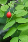 Baldhip Rose fruit & foliage