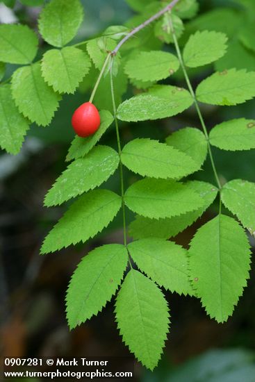 Rosa gymnocarpa