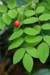 Baldhip Rose fruit & foliage