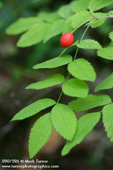 Rosa gymnocarpa