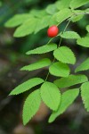 Baldhip Rose fruit & foliage