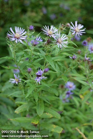 Canadanthus modestus (Aster modestus)