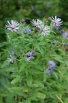 Great Northern Asters