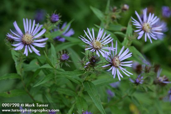 Canadanthus modestus (Aster modestus)