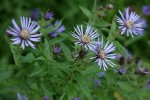 Great Northern Asters