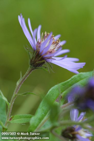 Canadanthus modestus (Aster modestus)