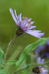 Great Northern Aster blossom detail