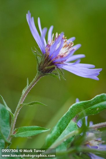 Canadanthus modestus (Aster modestus)