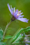 Great Northern Aster blossom detail