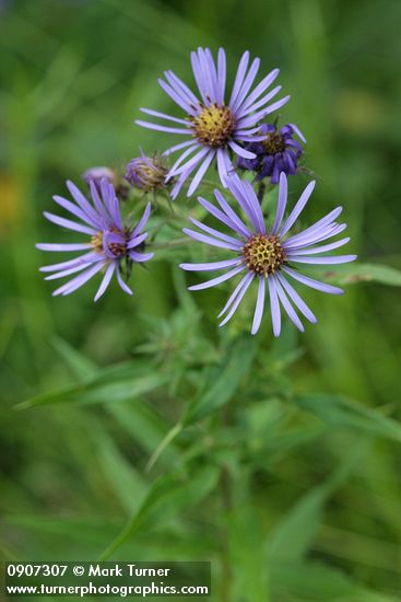 Canadanthus modestus (Aster modestus)