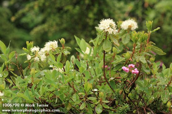 Rhododendron columbianum (Ledum glandulosum)