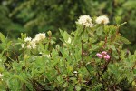 Western Labrador Tea