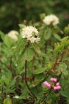 Western Labrador Tea