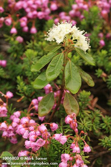 Rhododendron columbianum (Ledum glandulosum); Pyllodoce empetriformis