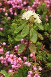 Western Labrador Tea surrounded by Pink Heather