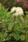 Western Labrador Tea blossoms & foliage