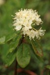 Western Labrador Tea blossoms & foliage detail