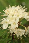 Western Labrador Tea blossoms detail w/ raindrops