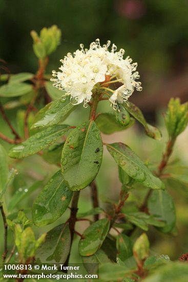 Rhododendron columbianum (Ledum glandulosum)