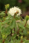 Western Labrador Tea blossoms & foliage