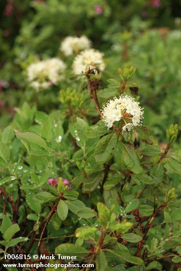 Rhododendron columbianum (Ledum glandulosum)