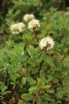 Western Labrador Tea