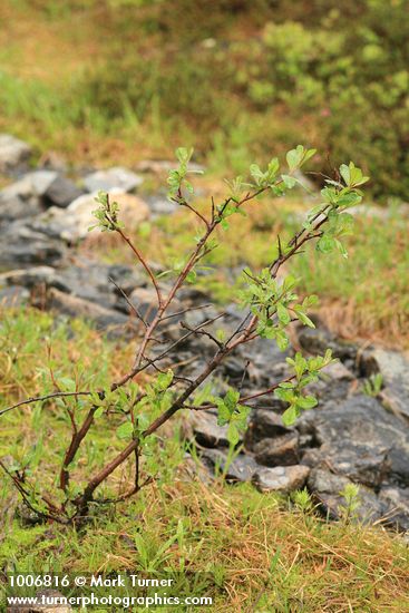 Salix barclayi