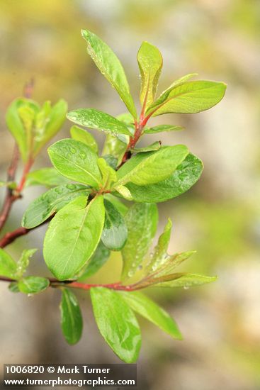 Salix barclayi