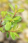 Barclay's Willow foliage