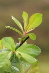 Barclay's Willow foliage showing leaf reverse side backlit