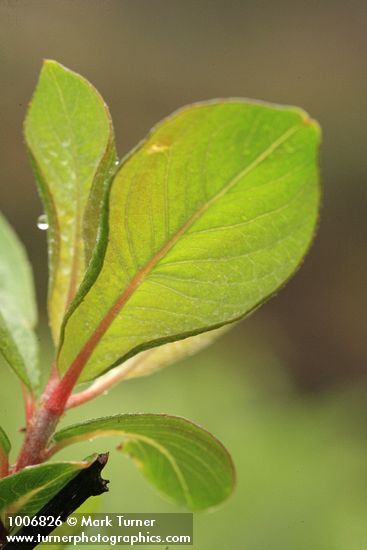 Salix barclayi