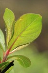 Barclay's Willow leaf reverse backlit