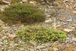 Barclay's Willow & Pink Heather among alpine scree