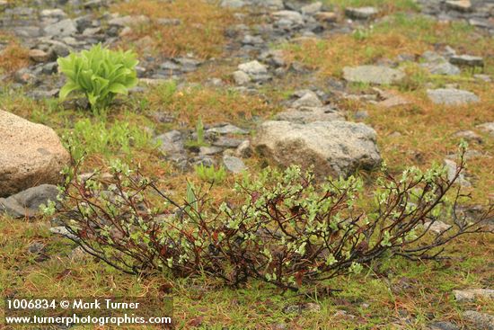 Salix barclayi