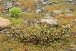 Barclay's Willow among alpine scree & sedges