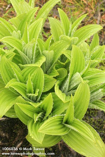 Veratrum viride