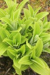 Green Corn Lily foliage w/ raindrops