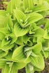 Green Corn Lily foliage w/ raindrops