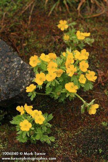 Ranunculus eschscholtzii