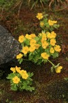 Snowpatch Buttercups