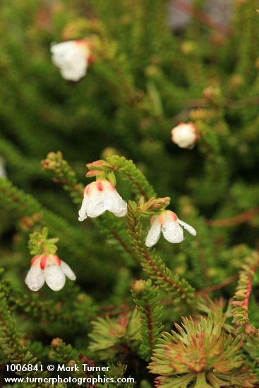 Harrimanella stelleriana (Cassiope stellariana)