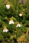 Alaska Bell Heather