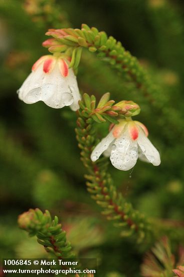 Harrimanella stelleriana (Cassiope stellariana)